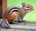 Eastern Chipmunk