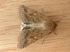 Helicoverpa armigera (3049480678).jpg