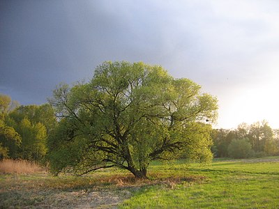 Wierzba (Salix)