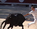 Category:Camargue cattle