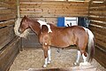 Category:Boer Pony