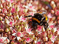 * Nomination Bombus on a Hylotelephium telephium. --C T Johansson 11:55, 6 September 2015 (UTC) * Promotion Good quality. --Laitche 13:52, 6 September 2015 (UTC)