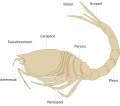 * Nomination General layout of cumacean bodyplan (after Diastylis laevis) -- Lycaon 13:54, 18 March 2007 (UTC) * Promotion Clear, simple, useful diagram and appears to be anatomically correct. A scale would be good. --Tony Wills 21:36, 20 March 2007 (UTC)