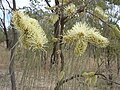 Hakea chordophylla