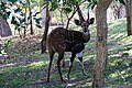 Tragelaphus ornatus (cat) Male