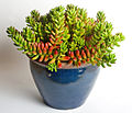 Sedum rubrotinctum (Jelly Bean Plant)