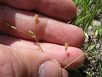 Stellaria nitens