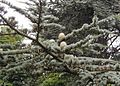 Foliage and cones, Kew Gardens, London