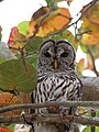 Barred owl, Chekika (East Everglades)