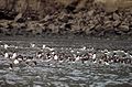 Common Murres on the water