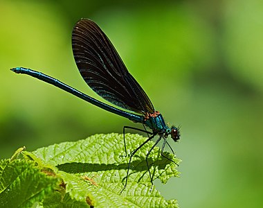 ♂ Calopteryx virgo (Beautiful demoiselle)