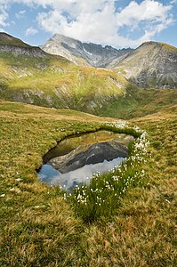 Parc Adula - Tümpel mit Wollgras auf der Alp Motterascio, im Hintergrund der Piz Terri by Martingarten