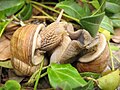 copulating snails