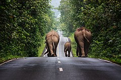 Second place: Wild elephants walking up a road in the area of Khao Yai National Park. – Пазначэньне аўтарства: Khunkay (CC BY-SA 3.0)