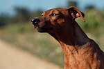 Thumbnail for File:Pinscher miniatura hembra.jpg