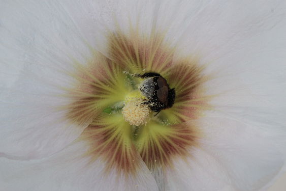 Bumble bee gathering hollyhock (Bombus terrestris @ Alcea rosea).