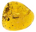 * Nomination Adult Yijenplatycnemis huangi trapped in Cretaceous Burmese amber. Tiouraren 16:12, 8 April 2023 (UTC) * Promotion  Support Good quality. --Rjcastillo 18:13, 8 April 2023 (UTC)