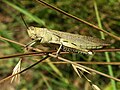 Image 41Desert locust