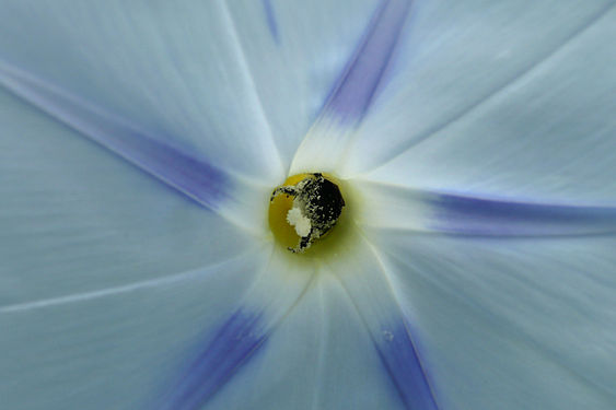 A bumblebee in a morning glory flower.