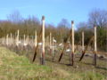 Wineyards, Limperich