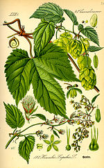 Thumbnail for File:Illustration Humulus lupulus0.jpg