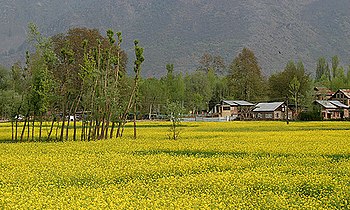 Kashmir Valley in spring.