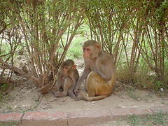 Rhesus Macaques.jpg