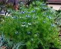 Nigella damascena