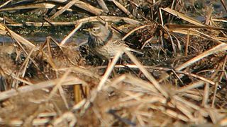 American Pipit (8356373180).jpg