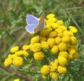 de:Hauhechelbläuling (Polyommatus icarus) auf de:Rainfarn (Tanacetum vulgare) am Weg nach Grubo