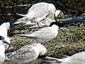 Farne Islands, Northumberland, UK