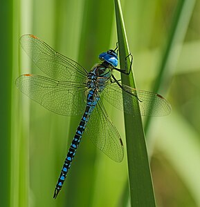 ♂ Aeshna affinis (Southern Migrant Hawker)