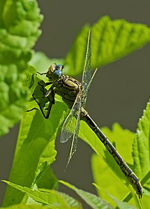 ♂ Gomphus pulchellus (Western Clubtail)