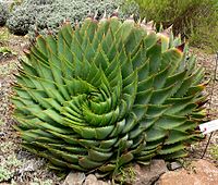 Aloe polyphylla