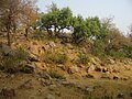 Holy Govardhan Hill, Uttar Pradesh