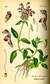 Prunella vulgaris (as syn. Brunella vulgaris) plate 521 in: Otto Wilhelm Thomé: Flora von Deutschland, Österreich u.d. Schweiz, Gera (1885)