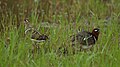 Pair; Taoyuan County, Taiwan