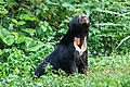 Sun bear - Kaeng Krachan National Park