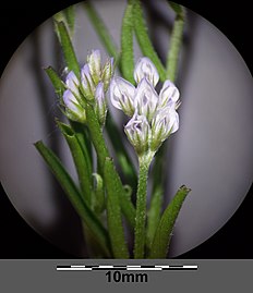 Inflorescence