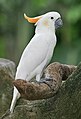 Cacatua sulphurea citrinocristata