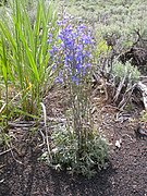 Delphinium andersonii