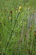 elder fertile shoots