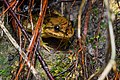 Limnonectes isanensis, Isan big-headed frog - Phu Kradueng National Park