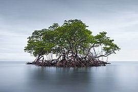 Mangrove Islet.jpg