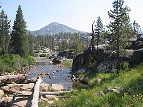 Trees, Mono Hot Springs, Sierra Nevada