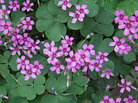 Oxalis debilis