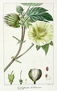 Gossypium herbaceum