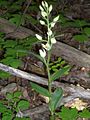 Cephalanthera damasonium Germany - Karlsruhe, Güterbahnhof