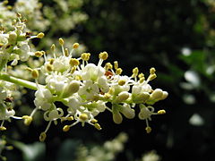 Ligustrum lucidum