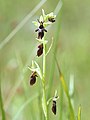 Ophrys insectifera Belgium - Nismes